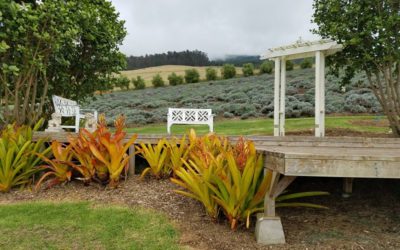 Alii Kula Lavender Farm