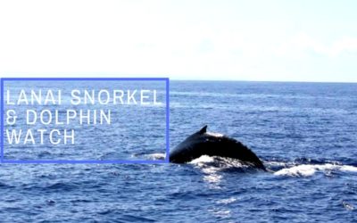 Lanai Snorkel and Dolphin Watch