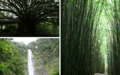 Hike Through Bamboo on the Pipiwai Trail