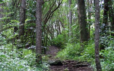 West Maui Hiking – Waihee Ridge Trail