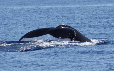 Whale Watch Season on Maui