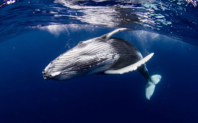 It Is Whale Watching Season in Hawaii