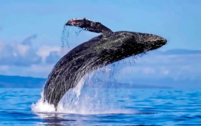 The Time Has Arrived- It’s Humpback Whale Watching Season in Maui