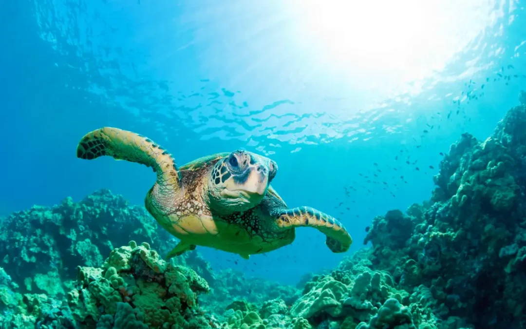 Where’s the Best Place to Snorkel in South Maui? We’ve got you Covered!